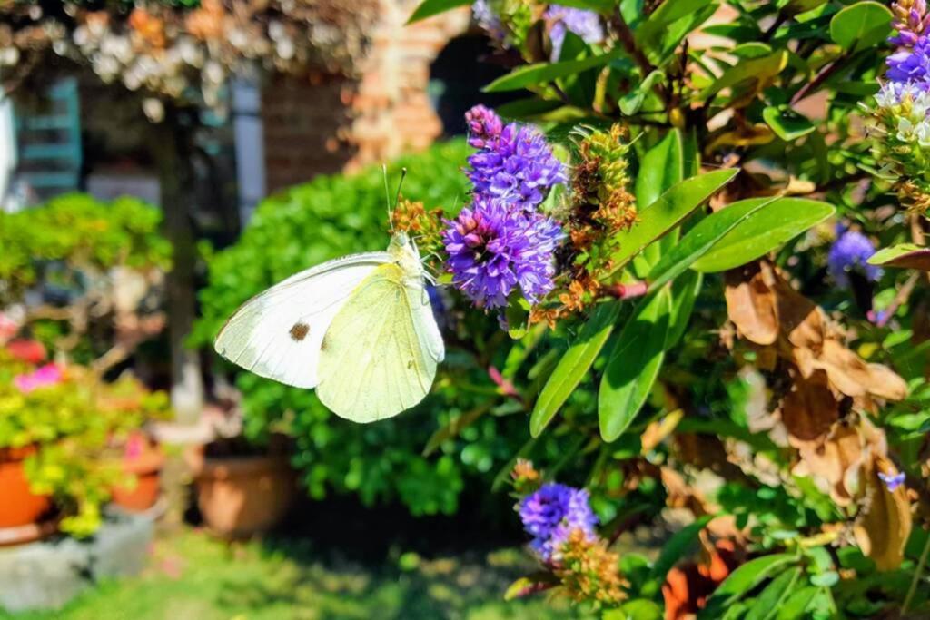 Bellavista La Tua Romantica Vacanza Sul Trasimeno Apartman Castiglione del Lago Kültér fotó